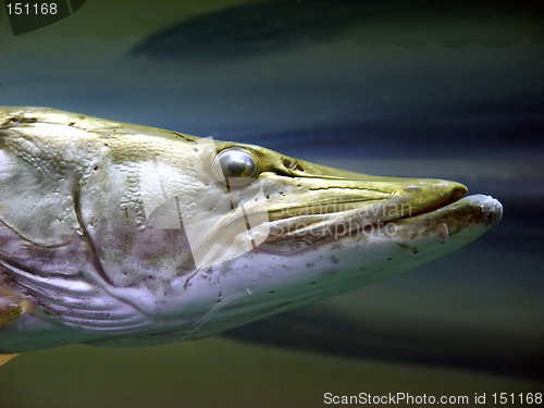 Image of Elongated Fish