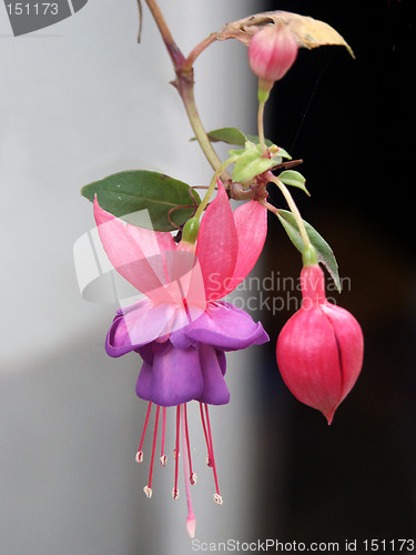 Image of Fuchsia