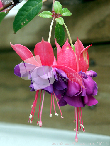 Image of Fuschia