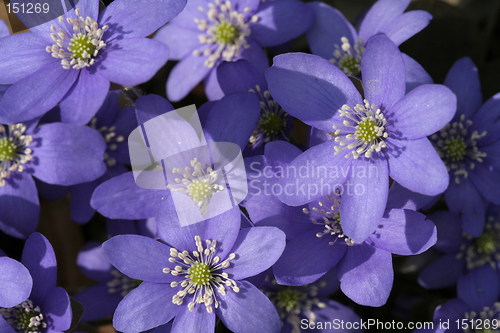 Image of Spring flowers