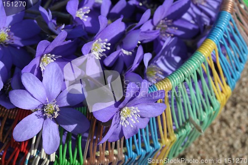 Image of Spring flowers