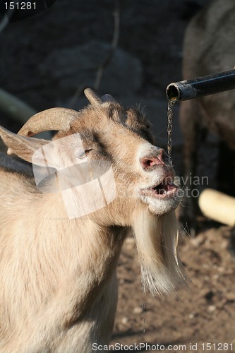 Image of Thirsty goat