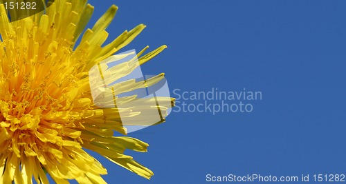 Image of Dandelion