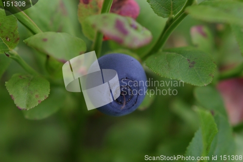 Image of Blueberry