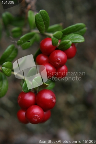 Image of Lingon berries