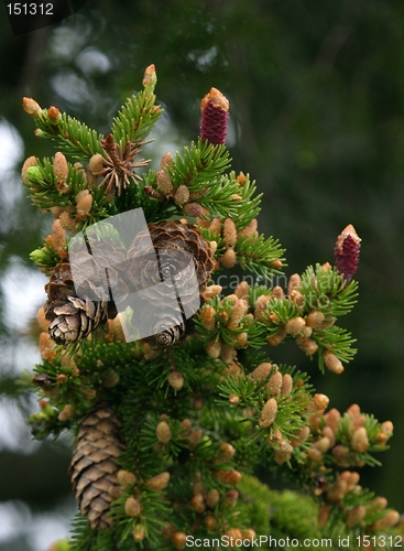 Image of Spruce