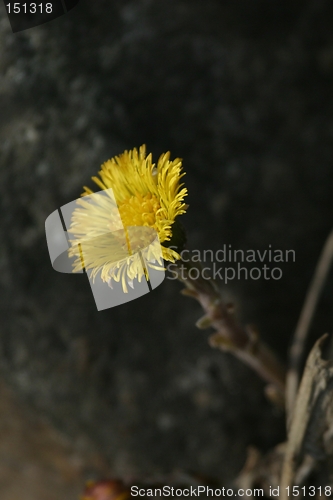 Image of Coltsfoot
