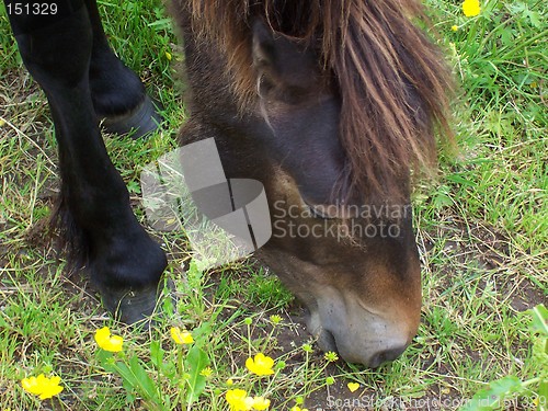 Image of Iceland horse