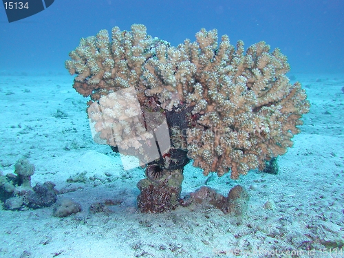 Image of Soft Coral