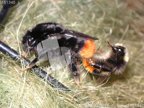 Image of bees mating