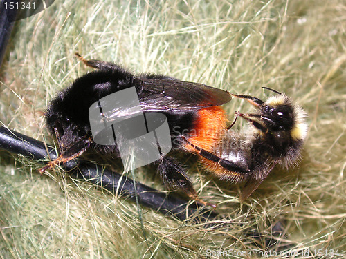 Image of bees mating