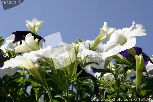 Image of petunia