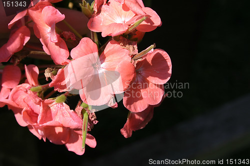 Image of geranium