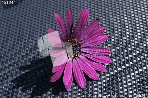 Image of african cape daisy