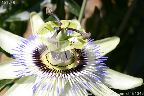 Image of passion flower