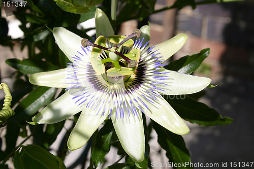 Image of passion flower