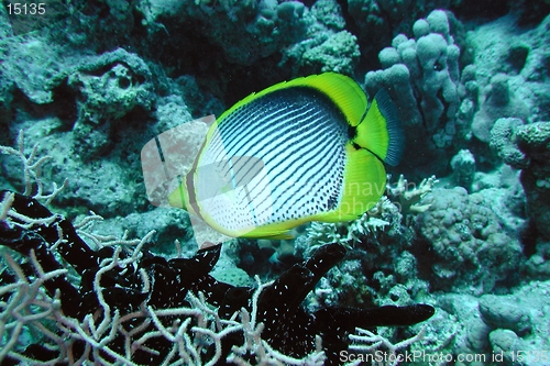 Image of Black-backed butterflyfish.