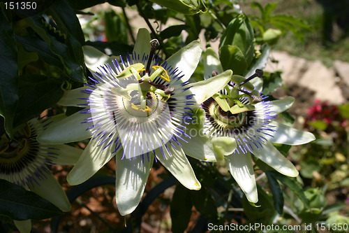 Image of passion flower