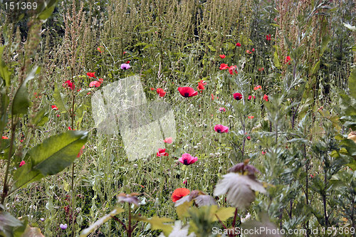 Image of field of poppies