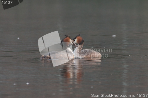 Image of Great crested grebes courtship