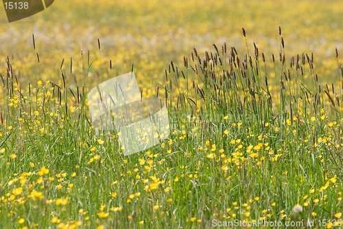 Image of Hunsrueck meadow 1