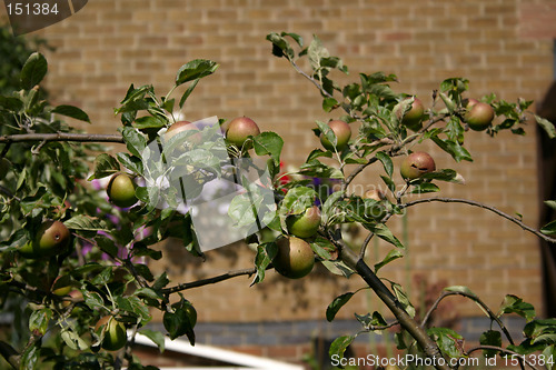 Image of orange-pippin apple