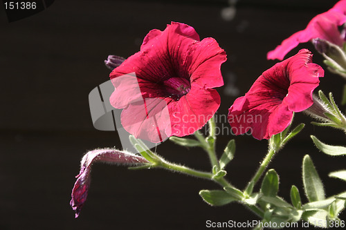 Image of petunia