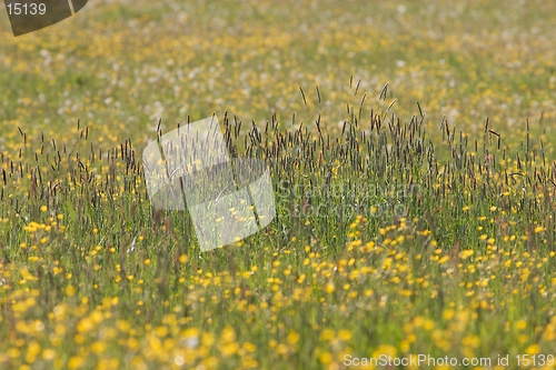 Image of Hunsrueck meadow 2