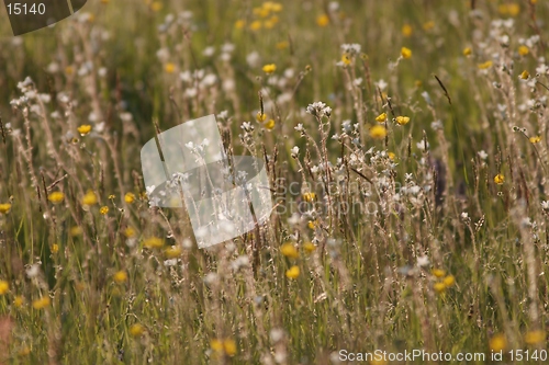 Image of Hunsrueck meadow 3