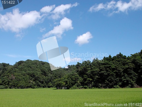 Image of Rice field,forest and blue cloudy sky