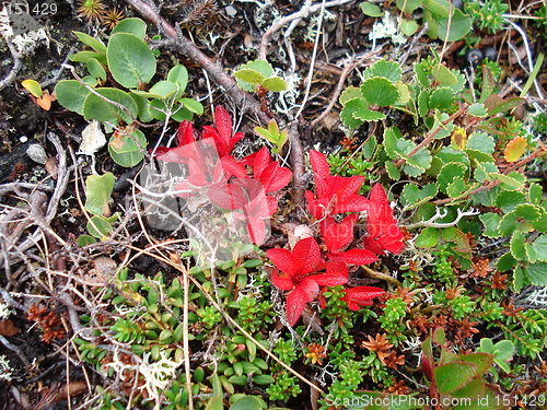 Image of Mountain plants