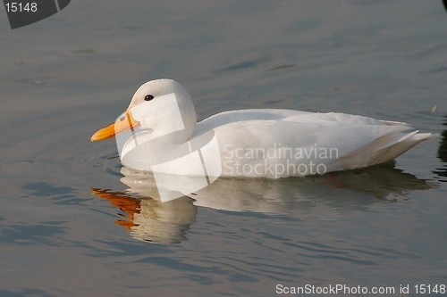 Image of white duck