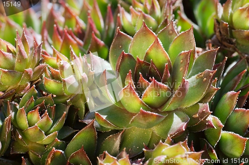 Image of Sempervivum