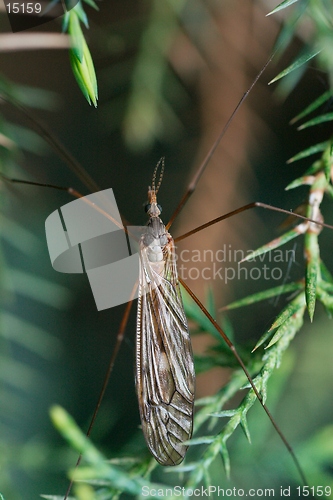 Image of Cranefly