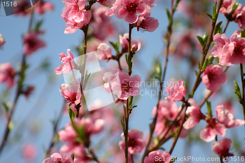 Image of peach flower