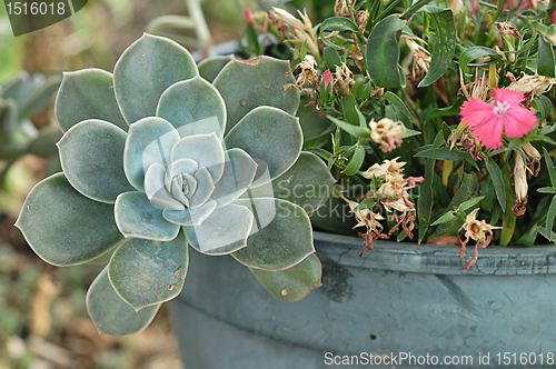 Image of Plant