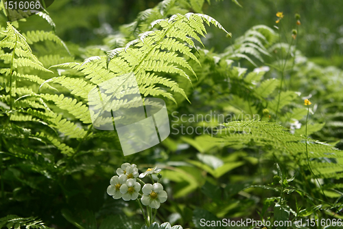 Image of fern leaves and flowers of wild strawberry