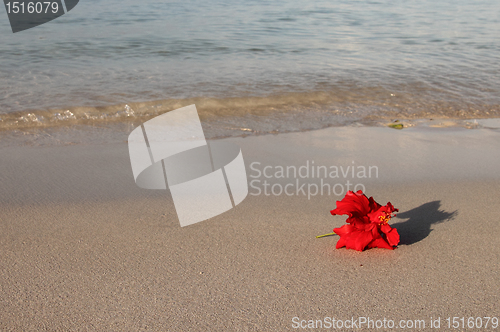 Image of red flower on the beach