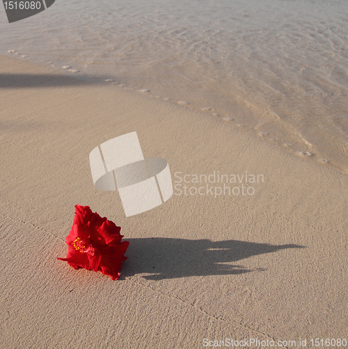 Image of red flower on the beach