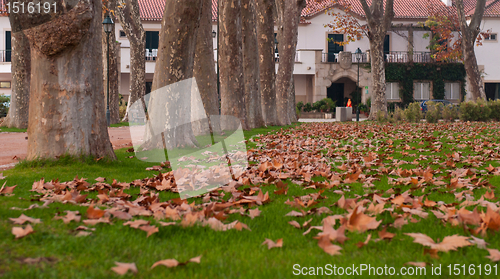 Image of Autumn leaves