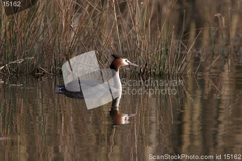 Image of Great crested grebe before grass