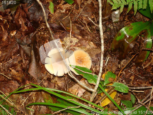 Image of mushrooms