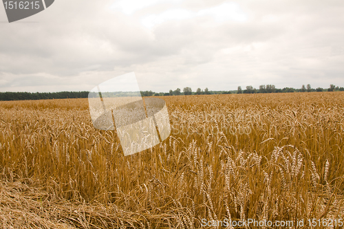 Image of The ripened cereals