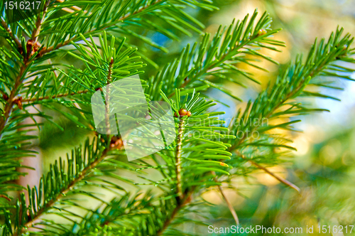 Image of Pine branch