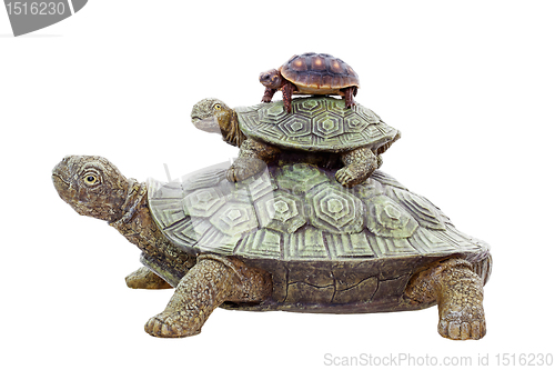 Image of Red Footed Tortoise on Top