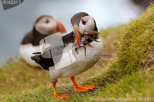 Image of Atlantic Puffin returning from fishing trip