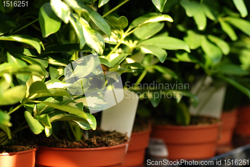 Image of Shefflera plants in garden center