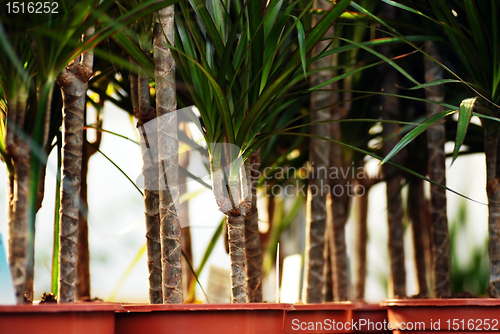 Image of Plants in garden center