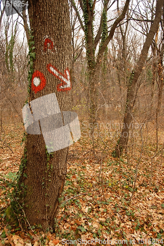 Image of Sign on tree in forest