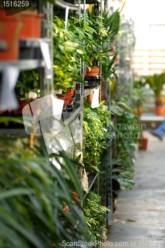 Image of Plants in garden center